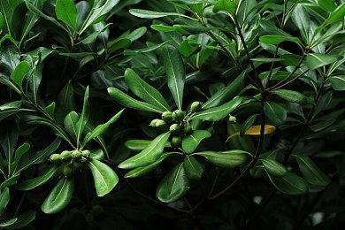 SIE第一方游戏主角女性化 网友担忧《战神》未来