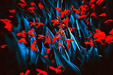 Wii模拟器Dolphin团队取消Steam版发布计划