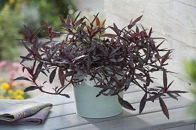 《忍者神龟：崛起》定档11月19日 超能神龟拯救世界 燃爆今冬